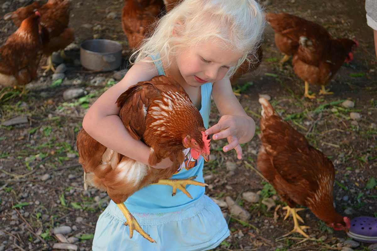 Child with a hen in his hand