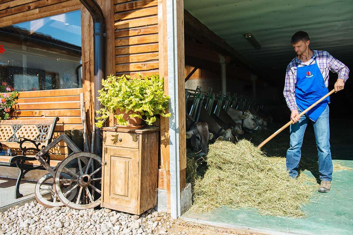 Farmer feeding the cows